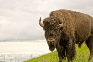 Brown buffalo in a Montana field
