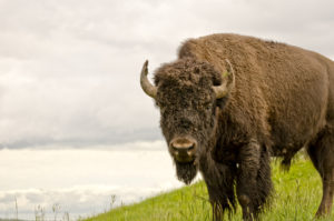 A large male bison standing in a grassy hilltop with fluffy clouds in the background.